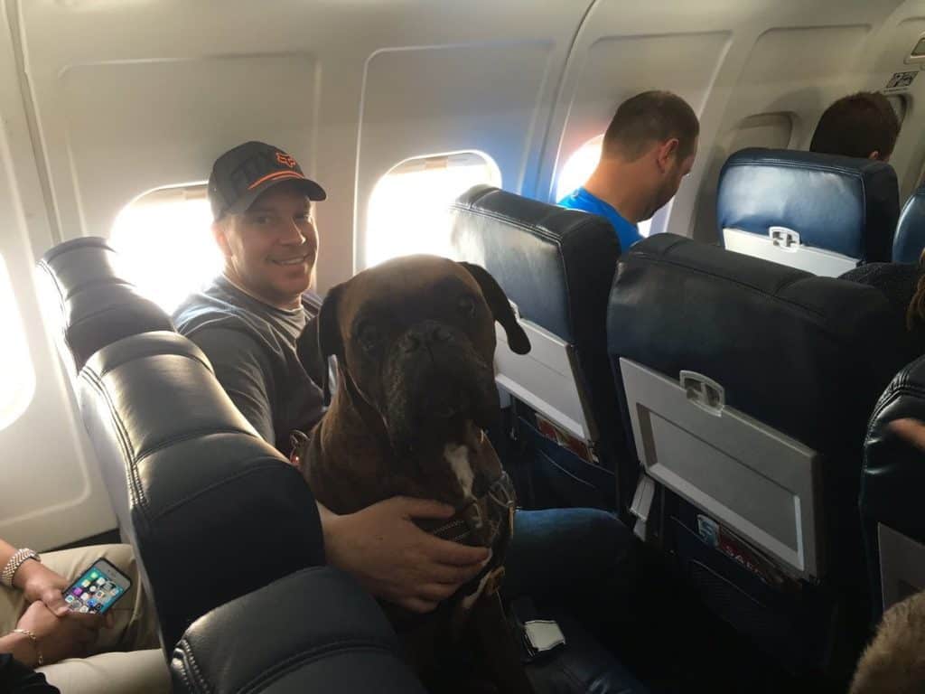 How To Fly With Your Pets GirlsAndBoysTown Home, everyday life