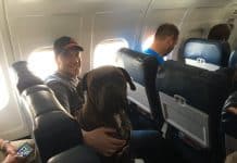 How To Fly With Your Pets