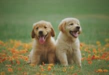 How to Avoid Scams When Buying Puppies Online