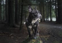 The Ultimate Care Guide For French Bulldog Owners