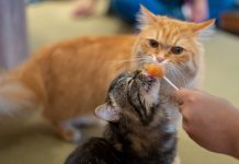 Can Cats Taste Spicy Foods?