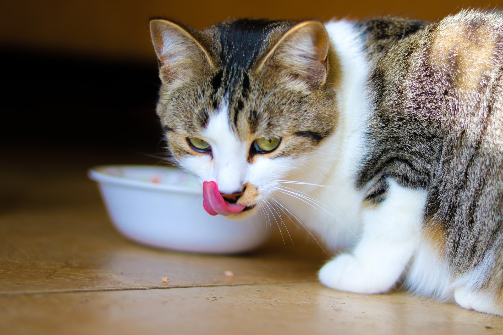 Can Cats Taste Spicy Foods? GirlsAndBoysTown Home, everyday life, education.