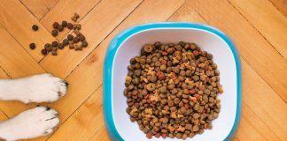 Dogs Can Eat Crackers! Why Not Try It Out and Find Out For Yourself