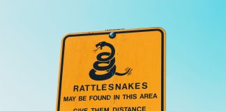 How Much Are Rattlesnakes Worth To You