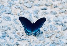 How high do Butterflies Fly? The Facts About These Flying Creatures