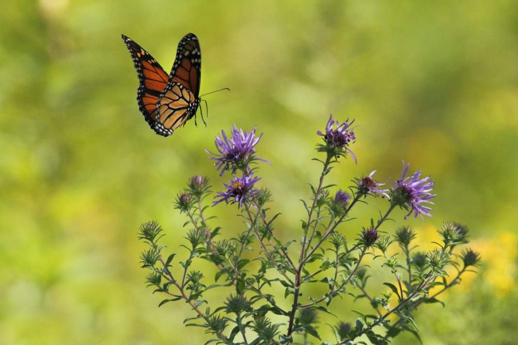 How high do Butterflies Fly? The Facts About These Flying Creatures