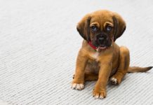 5 Ways to make your Bullmastiff the best it can be