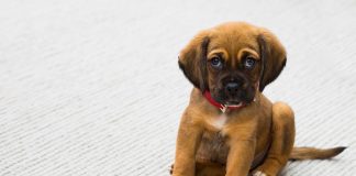 5 Ways to make your Bullmastiff the best it can be