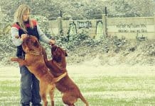 Ultimate Guide to Choosing the Best Pet Supplies for Large Dogs: Everything You Need to Know