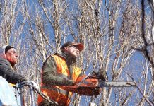 Tips to Find the Best Tree Felling & Cutting Services