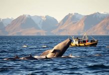 The Ultimate Guide to Whale Watching in Iceland: When, Where, and How whale watching in Iceland