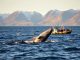 The Ultimate Guide to Whale Watching in Iceland: When, Where, and How whale watching in Iceland